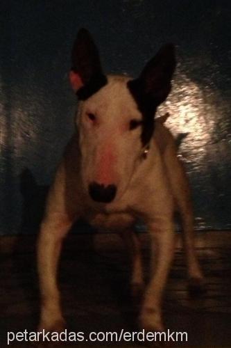 mia Dişi Bull Terrier