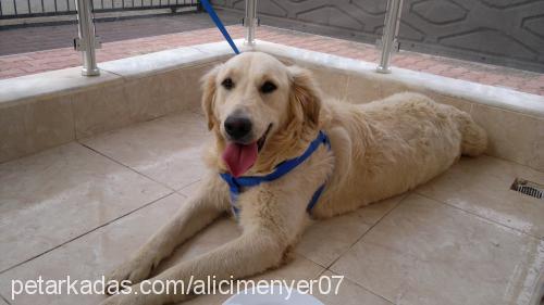 rodos Erkek Golden Retriever