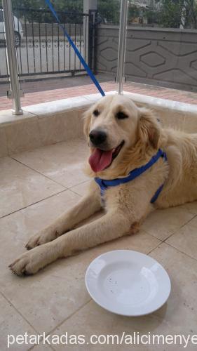 rodos Erkek Golden Retriever