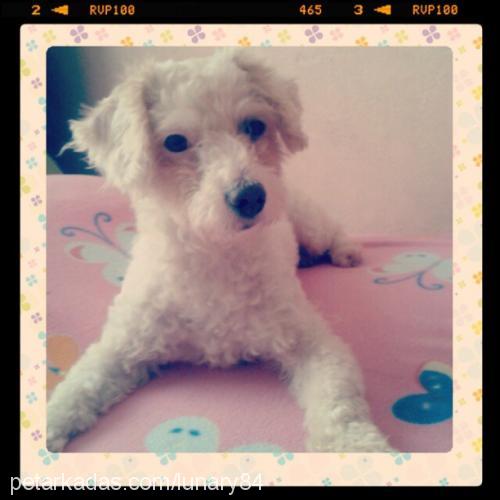 doddy Dişi Poodle (Minyatür Kaniş)