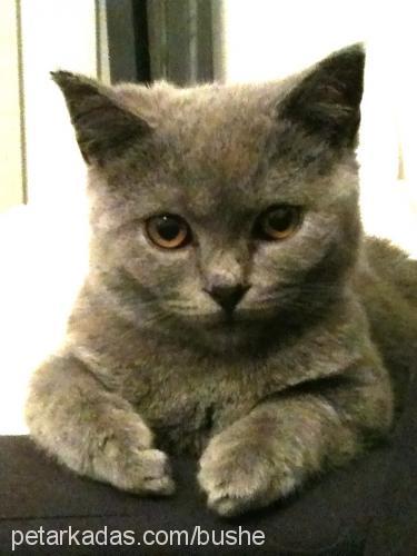 eazy-e Erkek British Shorthair