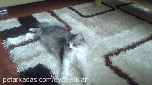 arsız Dişi Maine Coon