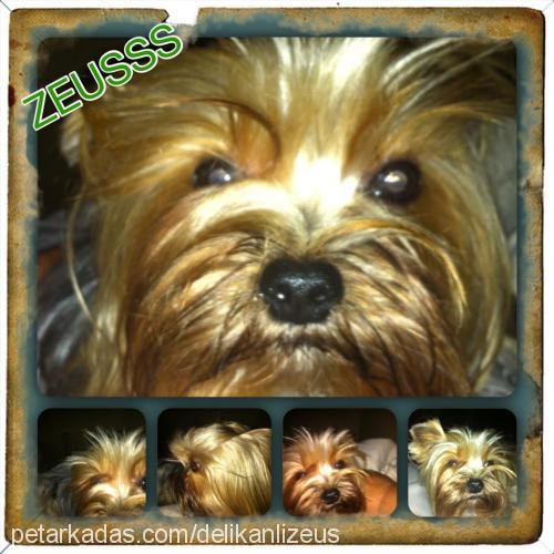 zeus Erkek Yorkshire Terrier