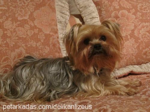 zeus Erkek Yorkshire Terrier