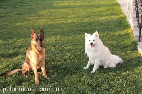 lucky Dişi Alman Çoban Köpeği