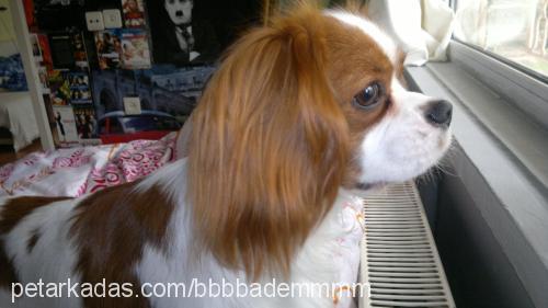 badem Erkek Cavalier King Charles Spanieli