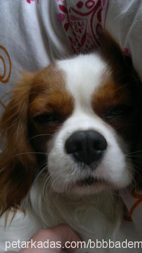 badem Erkek Cavalier King Charles Spanieli