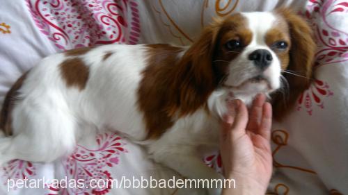 badem Erkek Cavalier King Charles Spanieli