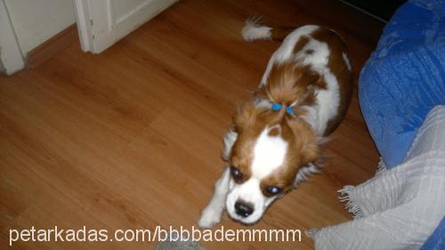 badem Erkek Cavalier King Charles Spanieli