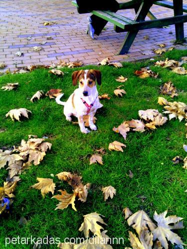 tarçın Erkek Jack Russell Terrier