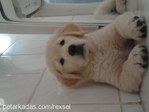 rex Erkek Golden Retriever