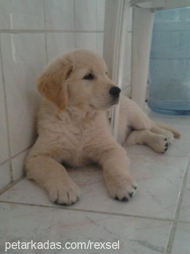 rex Erkek Golden Retriever