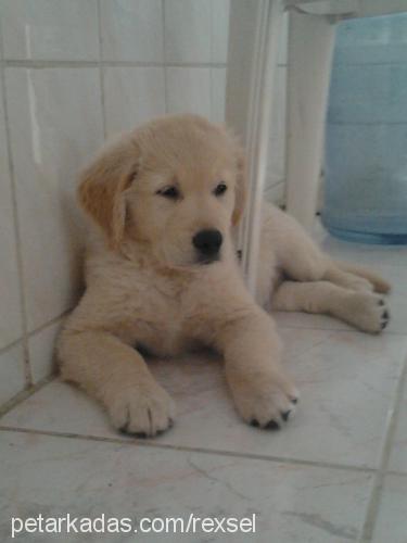 rex Erkek Golden Retriever