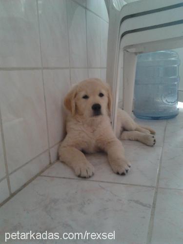 rex Erkek Golden Retriever