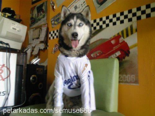 bozok Erkek Sibirya Kurdu (Husky)