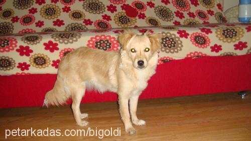 goldi Dişi Russian Spaniel