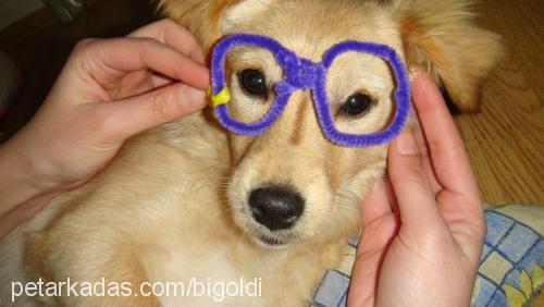 goldi Dişi Russian Spaniel