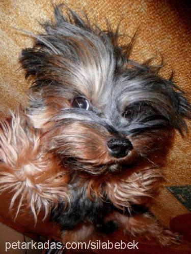 jack Erkek Yorkshire Terrier