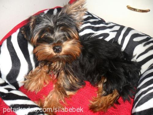 jack Erkek Yorkshire Terrier