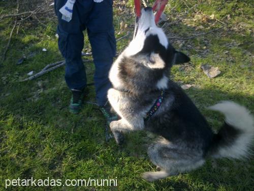 paŞa Erkek Sibirya Kurdu (Husky)