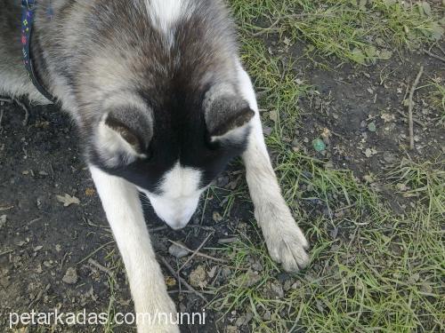 paŞa Erkek Sibirya Kurdu (Husky)