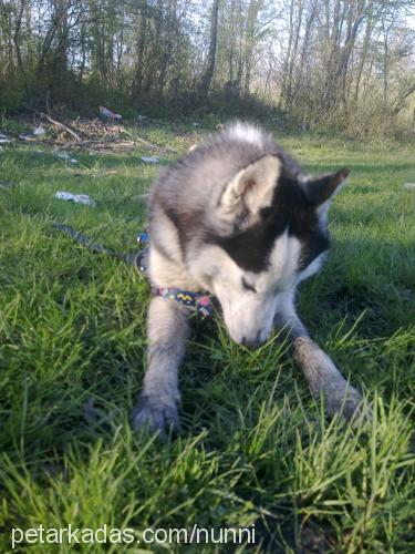 paŞa Erkek Sibirya Kurdu (Husky)