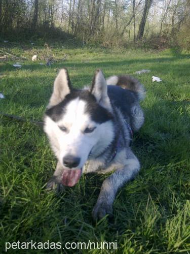 paŞa Erkek Sibirya Kurdu (Husky)