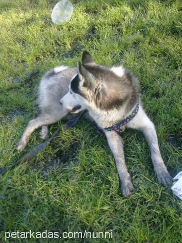 paŞa Erkek Sibirya Kurdu (Husky)