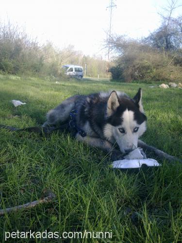 paŞa Erkek Sibirya Kurdu (Husky)