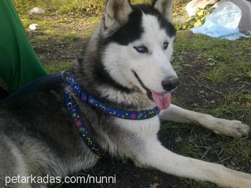 paŞa Erkek Sibirya Kurdu (Husky)