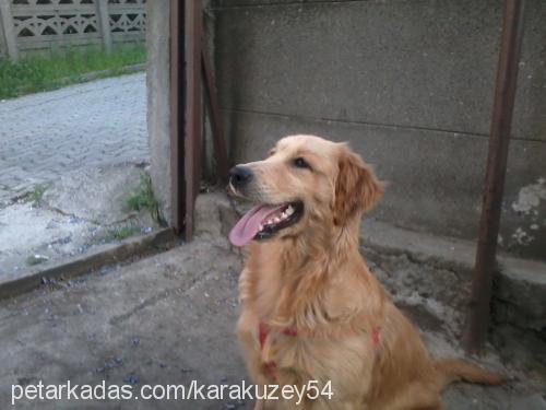 lady Dişi Golden Retriever