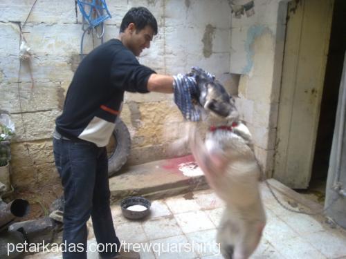 karabaş Dişi Alman Çoban Köpeği