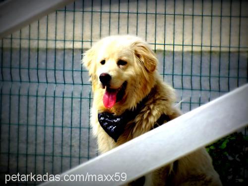 maxx Erkek Golden Retriever