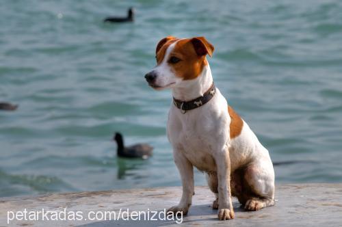 as Erkek Jack Russell Terrier