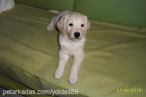 lale Dişi Golden Retriever