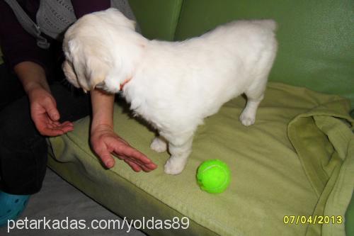 lale Dişi Golden Retriever