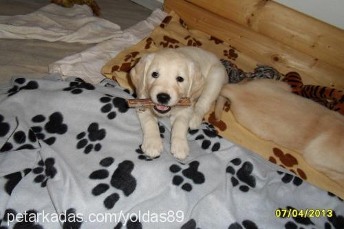 lale Dişi Golden Retriever