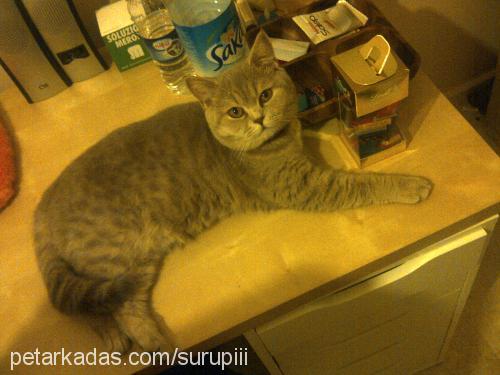 şurup Dişi British Shorthair