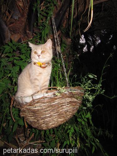 şurup Dişi British Shorthair