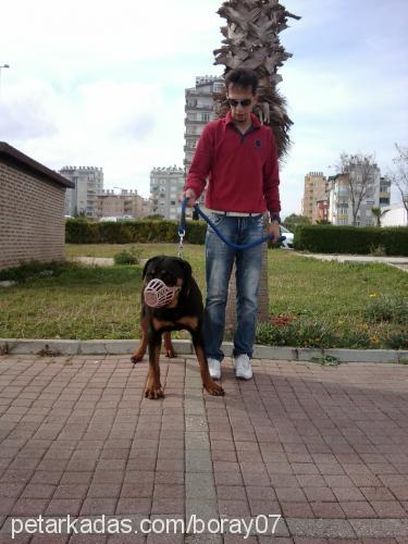 hera Dişi Rottweiler