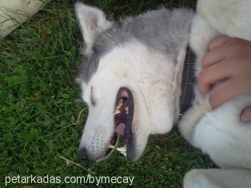 ares Dişi Sibirya Kurdu (Husky)