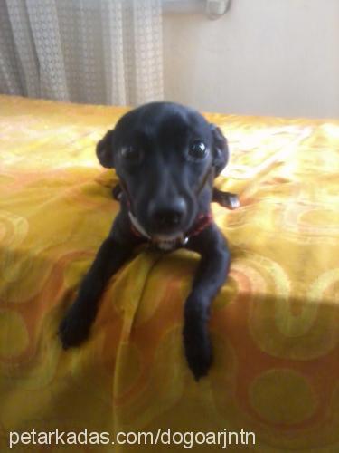 zeytin Erkek Minyatür Pinscher