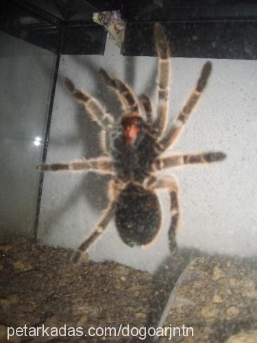 tarantula Dişi 