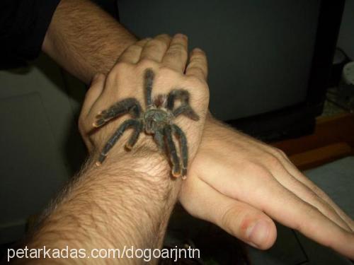 tarantula Dişi 