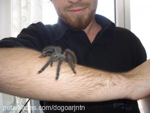 tarantula Dişi 