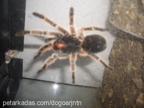 tarantula Dişi 