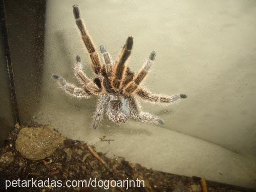 tarantula Dişi 