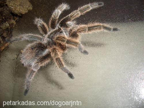 tarantula Dişi 