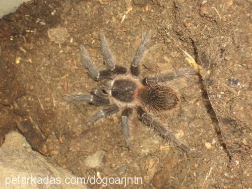 tarantula Dişi 