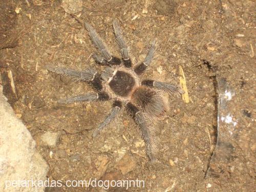 tarantula Dişi 